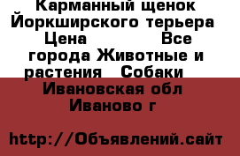 Карманный щенок Йоркширского терьера › Цена ­ 30 000 - Все города Животные и растения » Собаки   . Ивановская обл.,Иваново г.